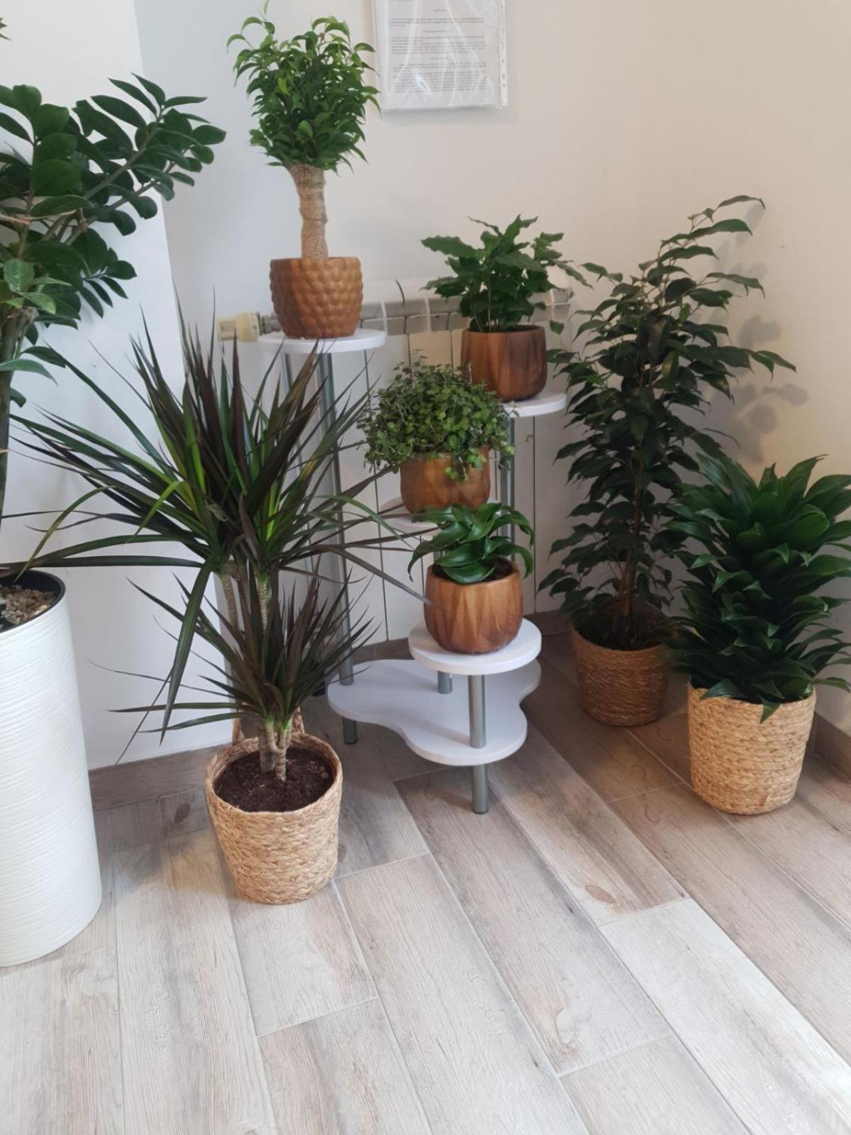 Apartment Rea Subotica